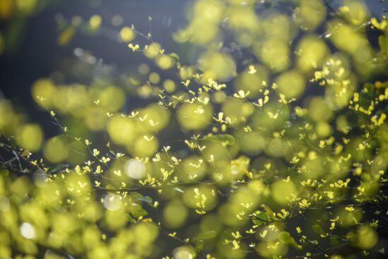 scopri la bellezza degli ambienti naturali: paesaggi mozzafiato, biodiversità e connessione con la natura. esplora la ricchezza degli ecosistemi e l'importanza della loro conservazione.