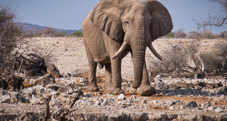 esplora la bellezza naturale degli stati americani attraverso i parchi nazionali. scopri paesaggi mozzafiato, fauna selvatica e sentieri avventurosi in uno dei tesori più preziosi della natura.
