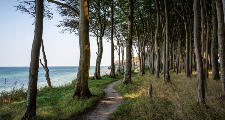 scopri i migliori sentieri per mountain bike: avventure entusiasmanti attraverso paesaggi naturali mozzafiato, sentieri adatti a tutti i livelli e suggerimenti utili per un'esperienza indimenticabile in sella alla tua bici.