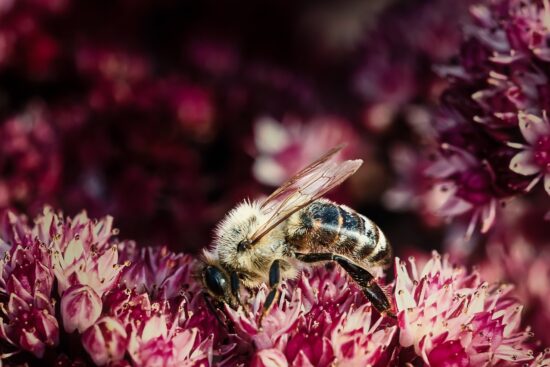 scopri l'importanza della biodiversità: l'insieme delle diverse forme di vita del nostro pianeta, fondamentale per l'equilibrio degli ecosistemi e il benessere umano. esplora come preservare e proteggere la biodiversità per le generazioni future.