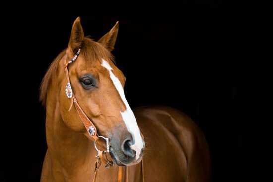 scopri le migliori tecniche equestri per migliorare la tua abilità e la connessione con il tuo cavallo. approfondisci suggerimenti, esercizi e metodi per cavalcare con sicurezza e grazia.