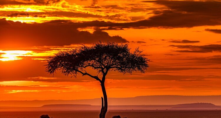 scopri le meraviglie della savana, un ecosistema vibrante popolato da una variegata fauna selvatica e vegetazione unica. esplora la ricchezza di colori, suoni e avventure che caratterizzano questo affascinante habitat africano.
