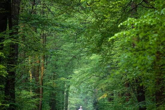 scopri il nordic walking, un'attività fisica che unisce il movimento delle gambe alla tecnica di utilizzo dei bastoncini, ideale per migliorare la condizione fisica e godere della natura. unisciti a noi per sessioni rigeneranti e divertenti!
