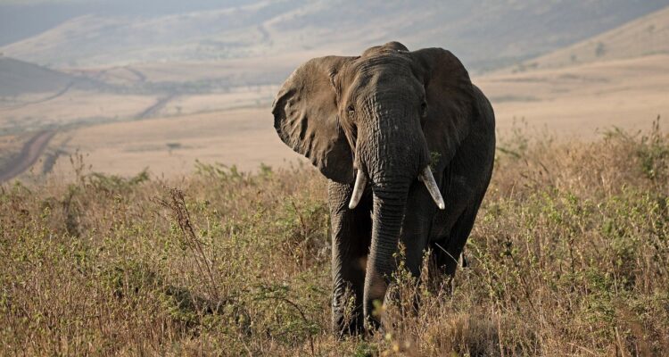 scopri l'emozione di un safari indimenticabile, immerso nella natura selvaggia. esplora paesaggi mozzafiato, osserva animali in libertà e vivi avventure uniche nel cuore della fauna selvatica.