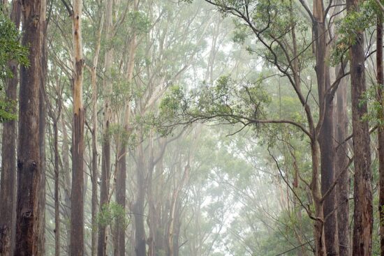 scopri le emozionanti avventure nella foresta! esplora sentieri nascosti, incontrare la fauna selvatica e goditi il contatto diretto con la natura. un'esperienza indimenticabile per tutti gli amanti dell'avventura!